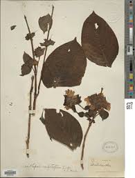 Image result for Acanthopale confertiflora