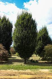 Lumber, also known as timber, is wood that has been processed into beams and planks, a stage in the process of wood production.lumber is mainly used for structural purposes but has many other uses as well. Pyramidal European Hornbeam Halka Nurseries