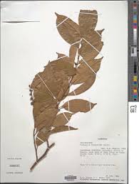 Image result for Leptaulus