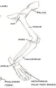 Start learning with our skeleton diagrams, bone labeling exercises and skeletal system quizzes! Cat Hind Leg Bone Anatomy Cinderpelt S Accident Warriors Amino