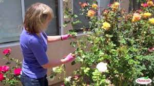 Rust on roses refers to a fungus that can be prevented by using a general fungicide spray, but it also helps to get rid of bad leaves. How To Treat Rust On Rose Leaves Youtube