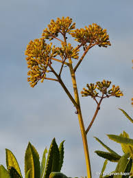 Image result for Solanecio mannii