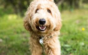 Farmers pet insurance plans through pets best start at $16/month. Best Pet Insurance Companies Of 2021 The Simple Dollar