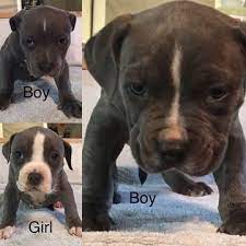 Litter Of 3 American Bully Puppies For Sale In Armuchee Ga Adn 70435 On Puppyfinder Com Gender Male American Bully Puppies For Sale Pitbull Puppies For Sale