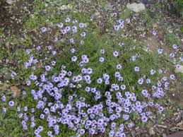 Image result for Nemesia lilacina