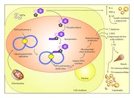 Image result for Nucleoside Reverse Transcriptase Inhibitor