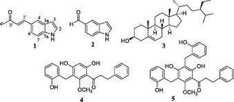 Image result for Monodora minor