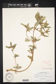 Image result for Flaveria trinervia