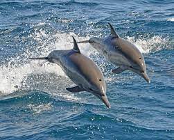 Free hd wallpaper, images & pictures of dolphins, download photos of animals for your desktop. Dolphin Facts Pictures Britannica