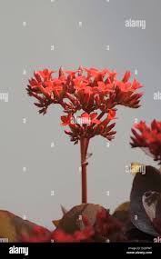 Image result for Kalanchoe latisepala