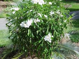 Plumeria Pudica Everlasting Love And The Hammerhead Evergreen Plumeria Tree Florida Plants Plants