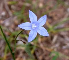 Image result for Wahlenbergia huttonii