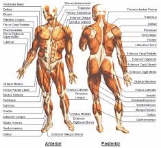 There are around 650 skeletal muscles within the typical human body. Body Muscle Names Human Body Muscles Medical Science Navigator