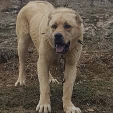Tr Kangal Aslandan Farki Yok Facebook