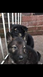 Look at pictures of german shepherd dog puppies who need a home. Sable German Shepherd Dogs Puppies For Sale Preloved