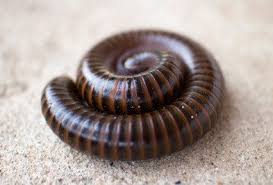 To prevent future millipede infestations in your home, do the following: Millipedes Types Facts And How To Identify Millipede Pest Control Holder S Pest Solutions