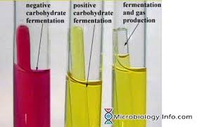 Phenol Red Fermentation Test Procedure Uses And