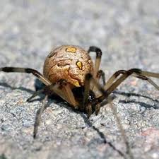 Your #1 service provider for pest and wildlife services in san a five star termite & pest control, p.o. Five Star Pest Control 15 Photos 22 Reviews Pest Control 2717 Angus St Los Angeles Ca Phone Number Yelp