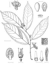 Image result for Grewia mildbraedii