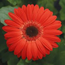 Image result for Gerbera jamesonii