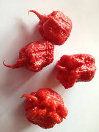 We like to place the carolina reaper seeds in sterile media and cover 1/4 deep. Smokin Ed S Carolina Reaper Seeds