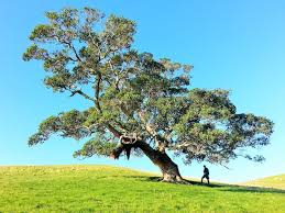 Green floor plants are larger then most delivered plants. 20 Best Memorial Tree Planting Poems Cake Blog