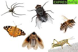 Bed bugs killer mootta poochi kolli very simple. à®à®©à®µ à®² à®ª à® à® à®à®³ à®µà®¨ à®¤ à®² à®à®© à®© à®ªà®²à®© Expres Tamil
