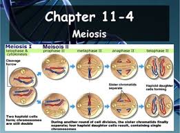 The complete process of meiosis consists of two types of division. Biology Genetics 11 4 Meiosis Powerpoint And Guided Notes Tpt