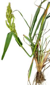 Image result for Echinochloa