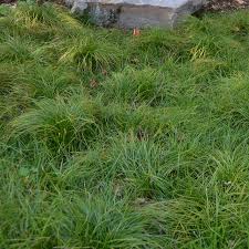 Image result for Carex petitiana