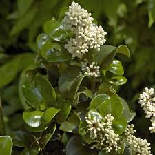 Image result for Lythrum rotundifolium