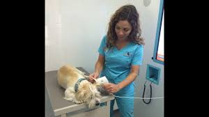 Without proof, felv test may be required at additional. Ez Vet Pet Care Tips Temperature Youtube