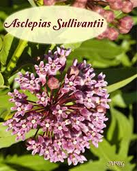 Asclepias Sullivantii Prairie Milkweed For Monarch Caterpillars Milkweed Flower Milkweed Plant Butterfly Plants