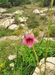 Image result for Sesamum alatum