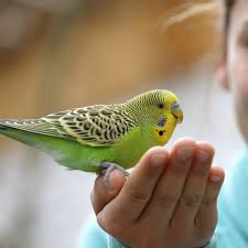 Many of these places are well known, clean, and provide healthy parakeets. 10 Best Pet Birds Best Birds For Family Pets
