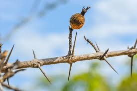 Image result for Catunaregam obovata