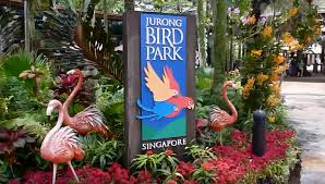 Photos of the colourful birds. What It S Like In Jurong Bird Park In Singapore Billy