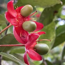 Image result for Ochnaceae