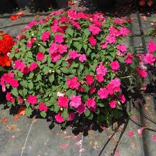 Image result for Impatiens briartii