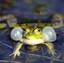 Typisch für die heimischen frösche ist es, dass sie sich an unserem gartenteich ansiedeln und wohl fühlen. Wohnzimmer Quaken Deutsche Entdecken Liebe Zum Frosch Als Haustier Welt