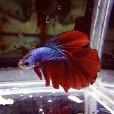 Tapi ada juga ikan guppy berwarna full hitam yang dinamai black moscow. Unduh 97 Gambar Ikan Warna Biru Paling Bagus Gratis