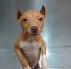 Pitbull Chihuahua mix - Hyper and Loyal - Dog Breed Plus