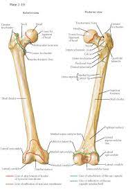 Pin On Musculoskeletal System