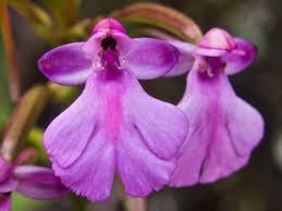 Image result for Cynorkis brevicalcar