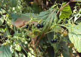 Image result for Rubia cordifolia