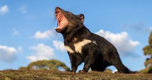 See more of demonio de tasmania on facebook. El Retorno Del Demonio De Tasmania A Australia Continental 3 000 Anos Despues