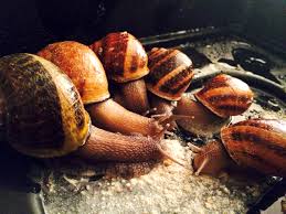 Make a court bouillon, a simple vegetable stock flavoured with herbs, carrot, celery, onion and whatever else you've got in the fridge, and bring it to a rolling boil. H Rh Escargots