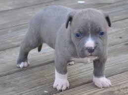 It's fast and you will have your puppy the same day. American Pit Bull Terrier Puppies For Sale