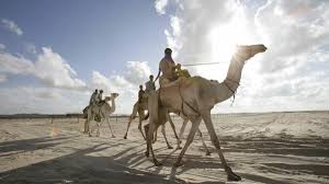 Things to do near real desert man camel safari. Deadly Mers Virus Circulates Among Arabian Camels Wprl