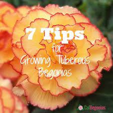 Pin On Begonia Growing Care